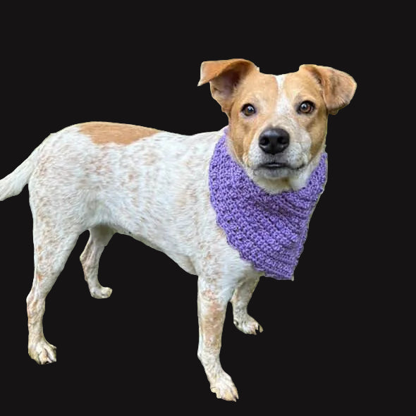 pluto pet bandana.