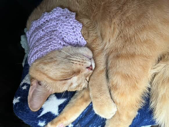 pluto pet bandana.